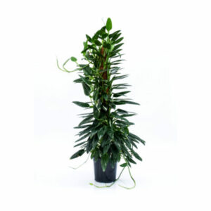 Philodendron Cobra V21 H100