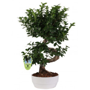 Bonsai F. "S" Shape 40/50 Cm. Novara D23