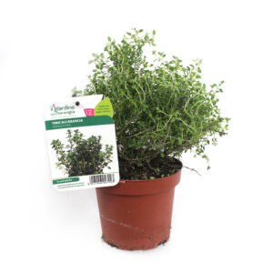 Orange Thyme in Pot V14