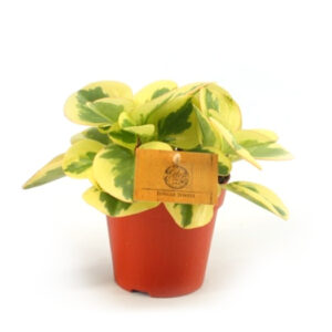 Peperomia Obtipan Bicolor V12
