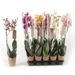 Phalaenopsis V12