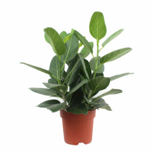 Ficus benghalensis Audrey V21