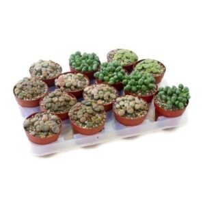 Lithops Op Rij 8.5cm