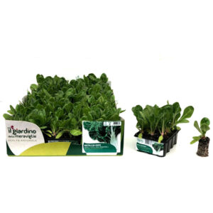 Green Chard 12 Seedlings
