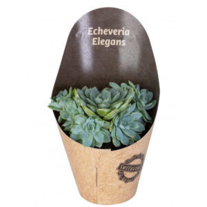 Echeveria Elegans V9 Con Cono