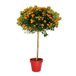 Lantana Camara Tree V50 Orange Classic