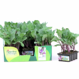 Cavolo Rapa Violetto 12 Seedlings