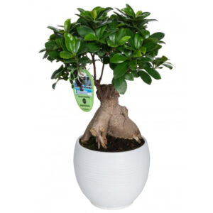 Bonsai Ficus Ginseng 250gr Ceramic Pot Manacord D16
