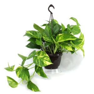 Pothos in Basket 14cm
