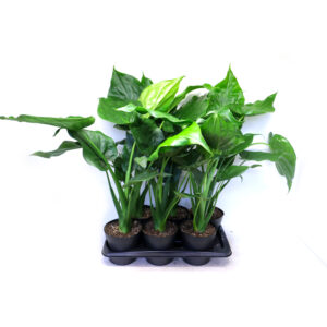 Alocasia Cucullata V17