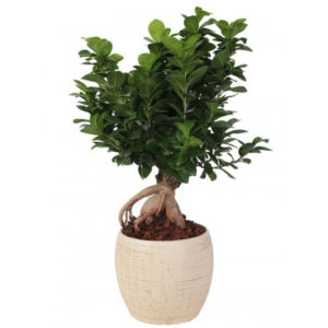 Bonsai F. Ginseng 500gr vs "Alberta" D.18