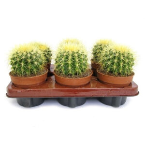 Echinoc Grusonii 12ø 22,5cm