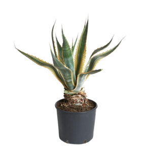 Agave Sisalana Bush V24