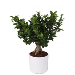 Bonsai Ficus Ginseng 750gr Vaso "Las Vegas" D21