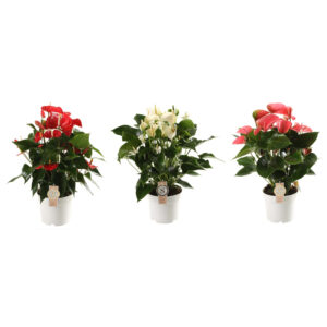 Anthurium V17