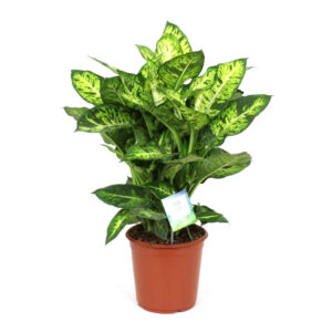 Dieffenbachia Seguine Tropic Jewel V24