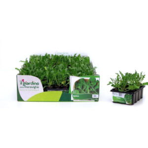 Rucola Coltivata 12 Seedlings