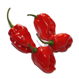 Spicy Red Habanero Pepper in Pot V14