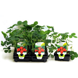 Strawberry Plant 4 Seedlings