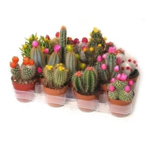 Cactus W/ Discobloem 8.5cm