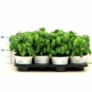 Basilico Genovese in Pot V14