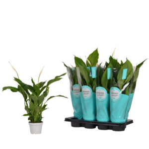 Spathiphyllum Strauss V13