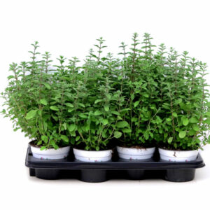 Marjoram in Pot V14