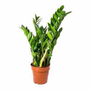 Zamioculcas zamiifolia V17
