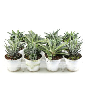 Haworthia Mix V9