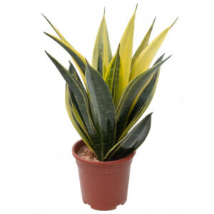 Sanseveria Gold Flame New D.17