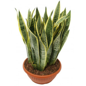 Sanseveria Laurentii D. 30cm in Ciotola