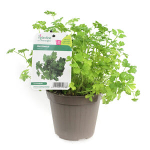 Parsley in Pot V14