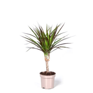 Dracaena Marg. Magenta Single Stem V11