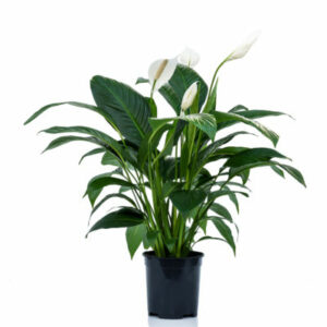 Spatiphyllum Sweet Silvana V19