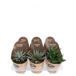 Succulente Mix Full Vaso 12 Cono