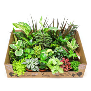 House Plants Mix V9
