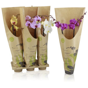 Phalaenopsis In Eco Friendly Bag V12 H55