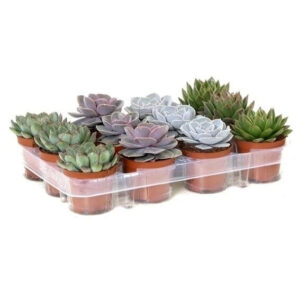 Echeveria 8.5cm Op Rij
