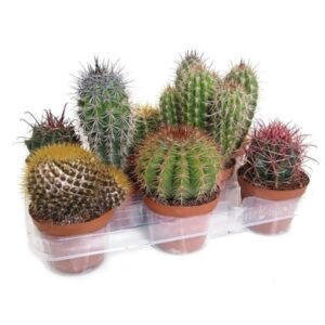 Cactus Canarias Mix Pot 10.5cm