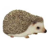 PP Pygmy Hedgehog F