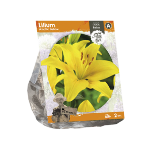 Lilium Asiatic Yellow (SP) x 2