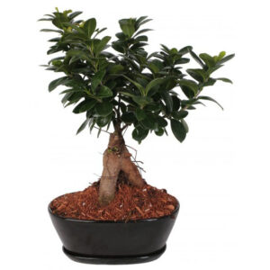 Bonsai F. Ginseng 250gr. Ceramic Oval Pot 22cm
