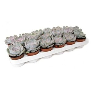 Echeveria Lilachina 8.5cm