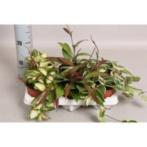 Hoya carnosa V12