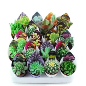 Cacti & Succulent Mix 5.5cm