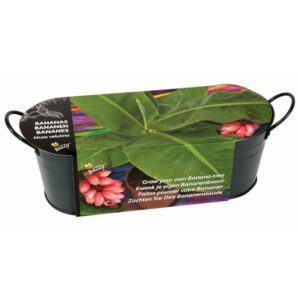 Buzzy® Windowsill Antraciet Banana Grow Kit