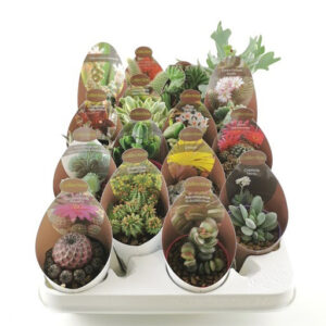 Cacti & Succulent Mix 6.5cm Collection