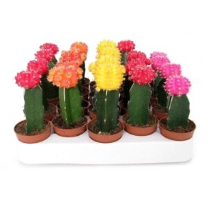 Gymnocalycium Geent Mix Coloured 5.5cm