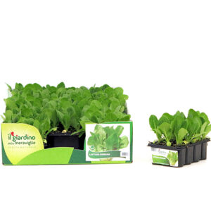 Romaine Lettuce 12 Seedlings