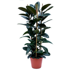 Ficus Elastica Robusta V35